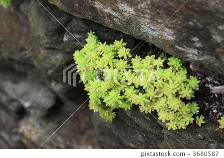 多汁植物 3680587