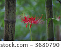 Cluster amaryllis 3680790
