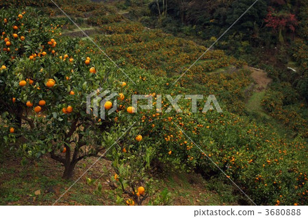 橘子風景 3680888