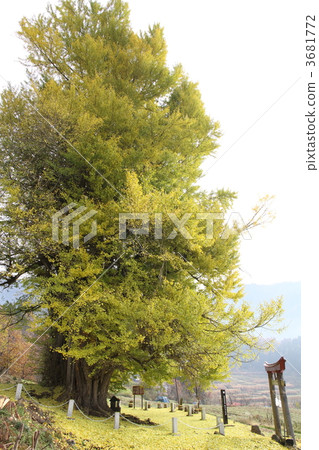 大銀杏和葉子jutan 3681772