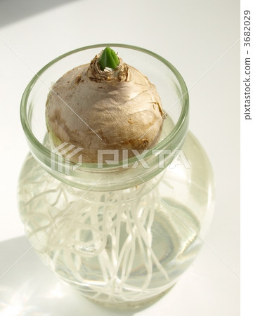 風信子的水合作用 3682029