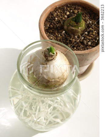 Hyacinth cultivation, indoor 3682213