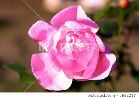 Cold camellia 3682217