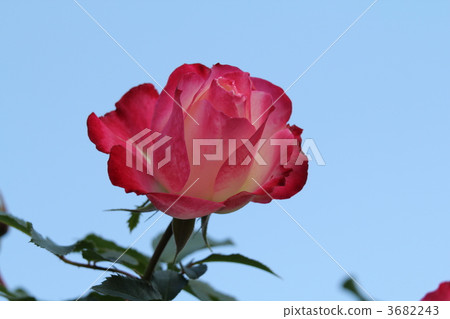 Jubilee du Prince de Monaco (Rose) 3682243