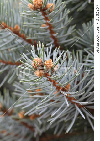 Colorado Spruce Colorado Spruce 3682257