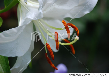 casablanca, casa blanca, gardening 3682724