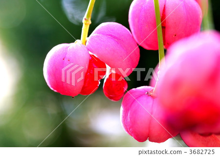 hamilton's spindle, hamilton's spindletree, himalayan spindle 3682725