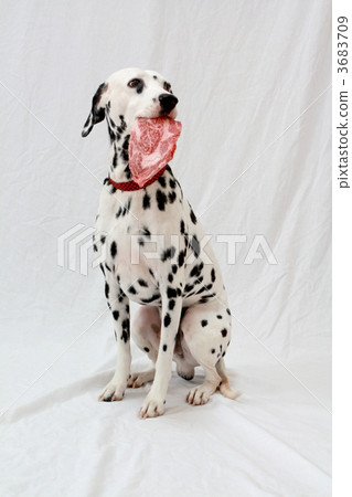 牛排 大麥町犬 斑點狗 3683709