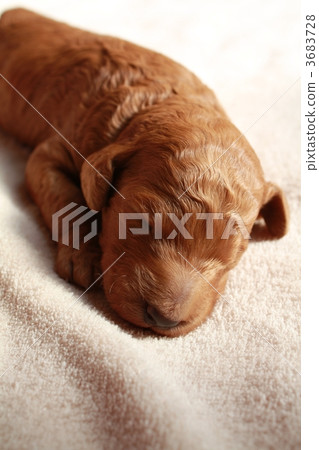 doggy, lapdog, puppies 3683728