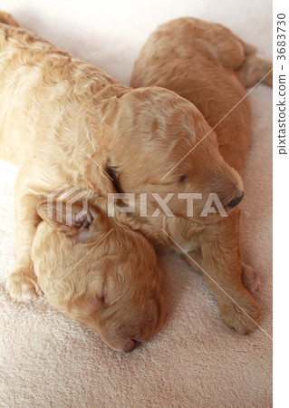 doggy, lapdog, puppies 3683730