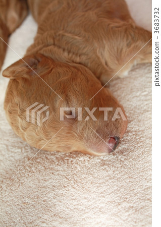 doggy, lapdog, puppies 3683732