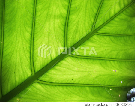 Quadrigo leaves Yaeyama Islands 3683895