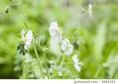 White geranium White geranium 3684183