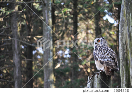 bengal eagle owl, Horned Owl, bird 3684258