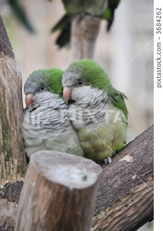 monk parakeet, medium-sized parakeet, brace 3684262