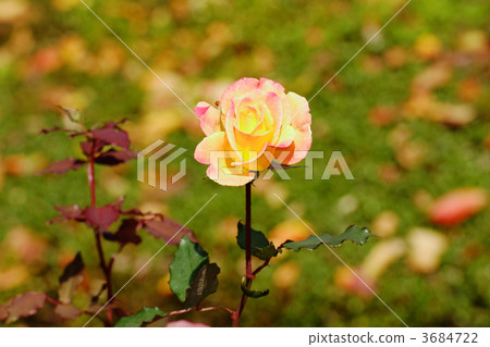 玫瑰花從黃色變為橙色和紅色·里約桑巴 玫瑰花從黃色變為橙色和紅色·里約桑巴 3684722