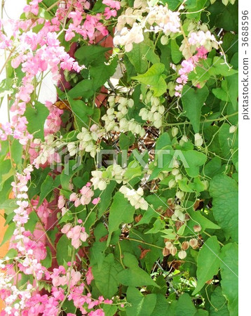 Mexican creeper with beautiful gradation of white and pink shades Mexican creeper with beautiful gradation of white and pink shades 3688596