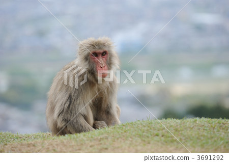 日本獼猴 3691292