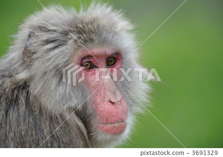 日本獼猴 日本獼猴 3691329