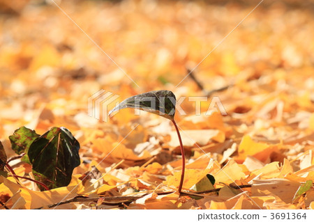 生命 落葉 靜若止水 3691364