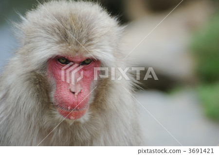 Japanese macaques Japanese macaques 3691421