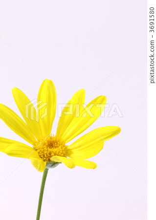 Tsuwabuki Tsuwabuki 3691580