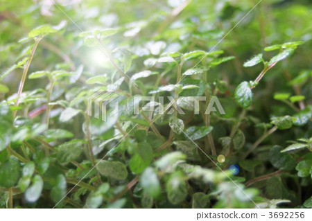 Tears of an angel 3692256