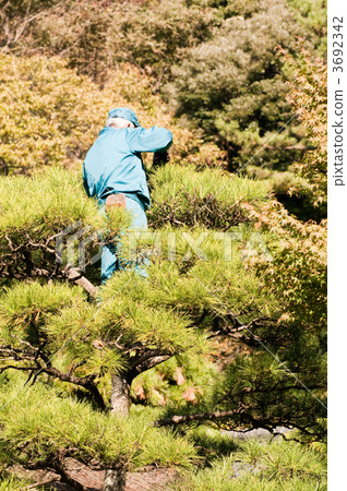 Pruning work 3692342