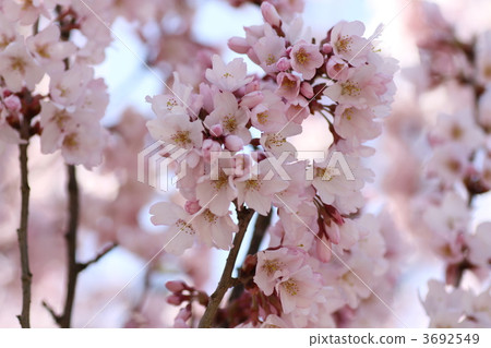 舉起 向上 升起 3692549