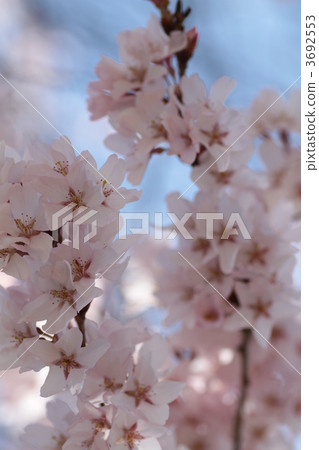 kohigan cherry, bloom, blossom 3692553
