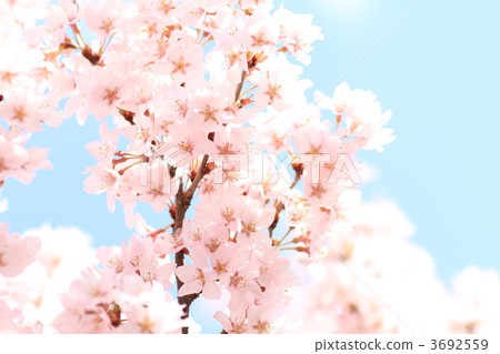 kohigan cherry, blue sky, spring 3692559