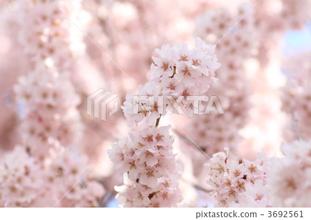kohigan cherry, cherry blossom, cherry tree 3692561