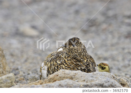 鴿子父母和孩子 3692570