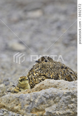 Pigeon Parent and Child 3692572