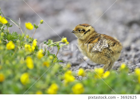 Chick of the Grouse Chick of the Grouse 3692625