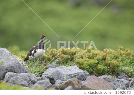 Male of the Grouse Male of the Grouse 3692673