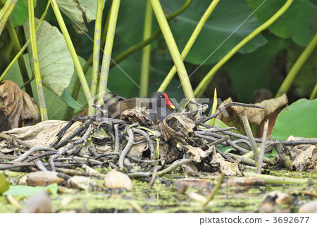 Van embracing Van embracing 3692677