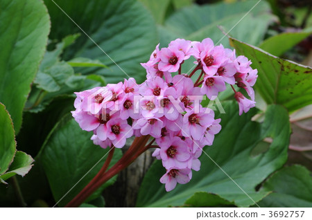 喜馬拉雅山Yukinoshita 3692757