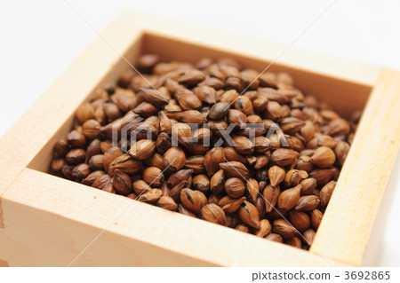 6 row barley for barley tea 3692865