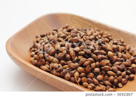 6 row barley for barley tea 3692867