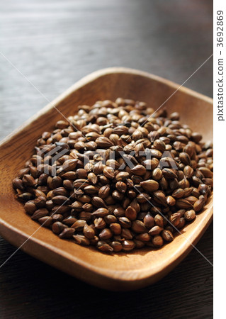 6 row barley for barley tea 3692869