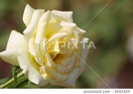 聖帕特里克 3692884