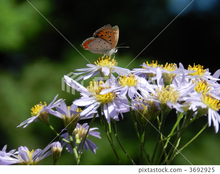 Bennisimi Bennisimi 3692925