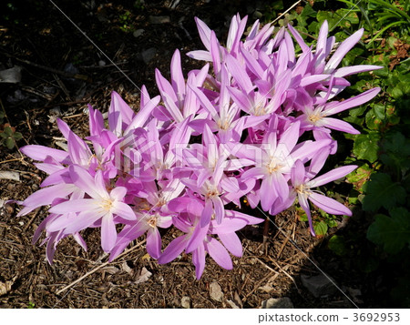 Canine saffron Canine saffron 3692953