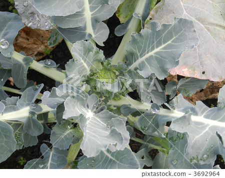 西蘭花 西蘭花 3692964