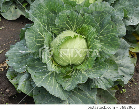 捲心菜 捲心菜 3692965