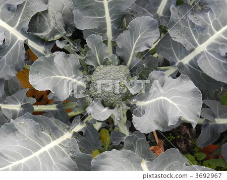 西蘭花 西蘭花 3692967