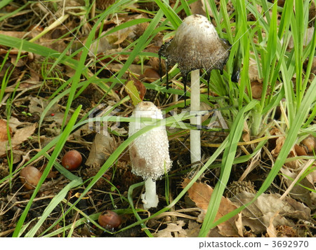 雞腿菇 雞腿菇 3692970