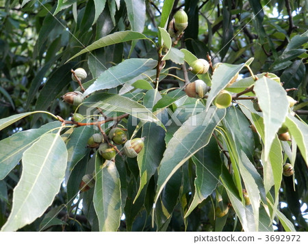 橡子 橡子 3692972