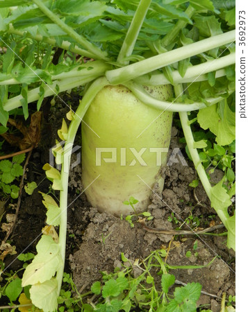 Japanese radish Japanese radish 3692973